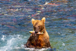 Bear Catching a Red Salmon on the Kenai River